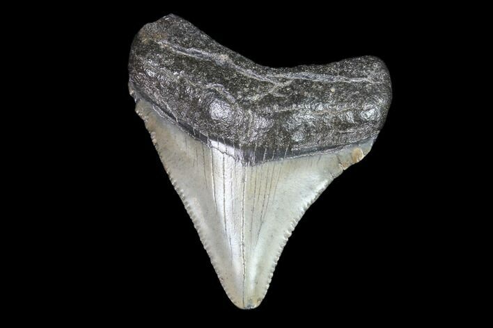 Juvenile Megalodon Tooth - Georgia #83681